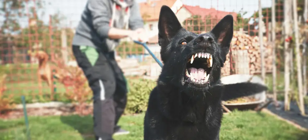 Kansas City dog bite lawyer